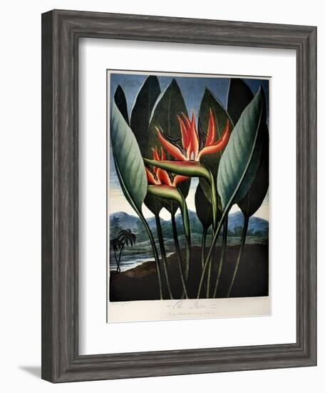 Thornton: Strelitzia-Richard Cooper the Younger-Framed Giclee Print