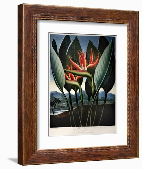 Thornton: Strelitzia-Richard Cooper the Younger-Framed Giclee Print