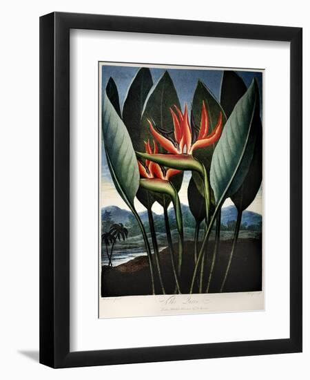 Thornton: Strelitzia-Richard Cooper the Younger-Framed Giclee Print