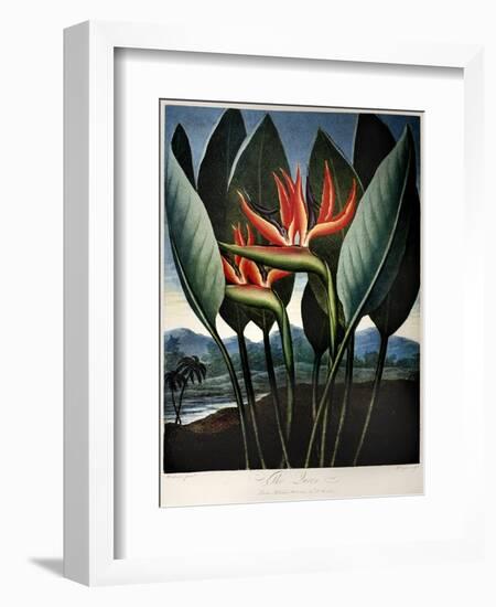 Thornton: Strelitzia-Richard Cooper the Younger-Framed Giclee Print