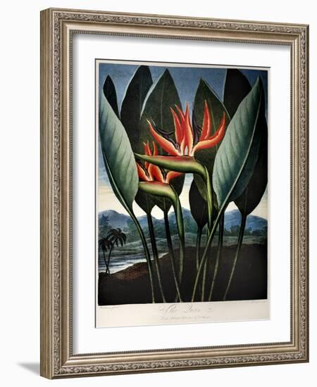 Thornton: Strelitzia-Richard Cooper the Younger-Framed Giclee Print