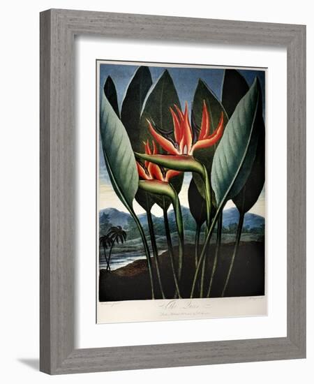 Thornton: Strelitzia-Richard Cooper the Younger-Framed Giclee Print