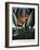 Thornton: Strelitzia-Richard Cooper the Younger-Framed Giclee Print