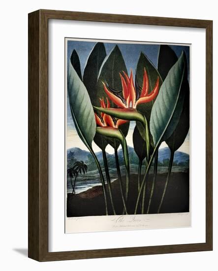 Thornton: Strelitzia-Richard Cooper the Younger-Framed Giclee Print