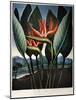 Thornton: Strelitzia-Richard Cooper the Younger-Mounted Giclee Print