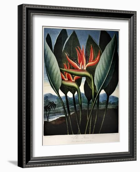 Thornton: Strelitzia-Richard Cooper the Younger-Framed Giclee Print