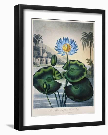 Thornton: Water Lily-Joseph Constantine Stadler-Framed Giclee Print