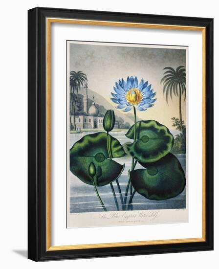 Thornton: Water Lily-Joseph Constantine Stadler-Framed Giclee Print