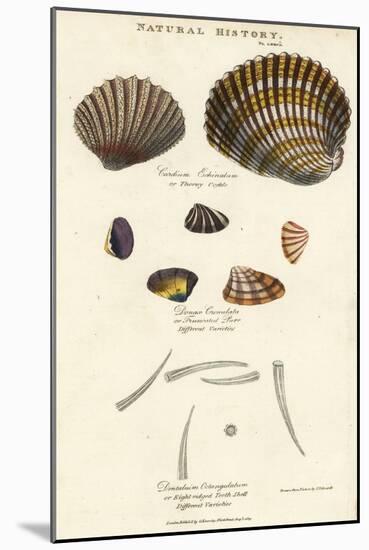 Thorny Cockle, Cardium Echinatum, Truncated Purr, Donax Crenulata, and Eight-Ridged Tooth Shell, De-Sydenham Teast Edwards-Mounted Giclee Print