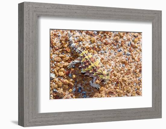 Thorny devil camouflaged, Kalbarri NP, Western Australia-Bert Willaert-Framed Photographic Print