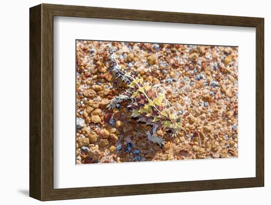 Thorny devil camouflaged, Kalbarri NP, Western Australia-Bert Willaert-Framed Photographic Print