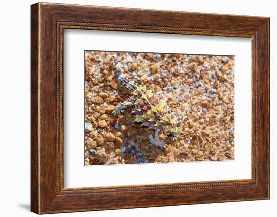 Thorny devil camouflaged, Kalbarri NP, Western Australia-Bert Willaert-Framed Photographic Print