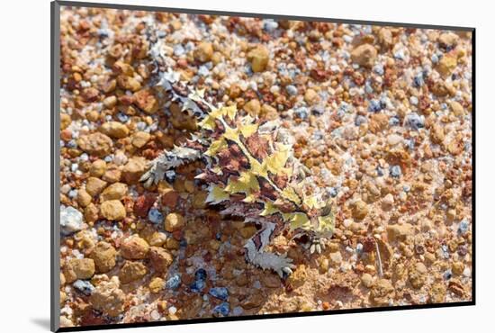 Thorny devil camouflaged, Kalbarri NP, Western Australia-Bert Willaert-Mounted Photographic Print