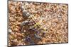 Thorny devil camouflaged, Kalbarri NP, Western Australia-Bert Willaert-Mounted Photographic Print