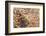 Thorny devil camouflaged, Kalbarri NP, Western Australia-Bert Willaert-Framed Photographic Print