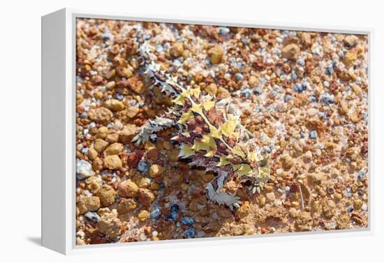 Thorny devil camouflaged, Kalbarri NP, Western Australia-Bert Willaert-Framed Premier Image Canvas