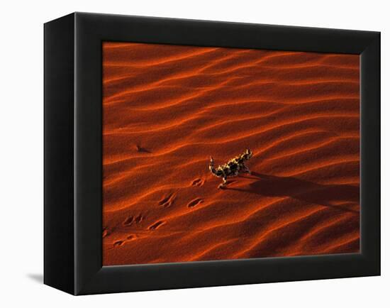 Thorny Devil, Central Desert, Australia-Gavriel Jecan-Framed Premier Image Canvas