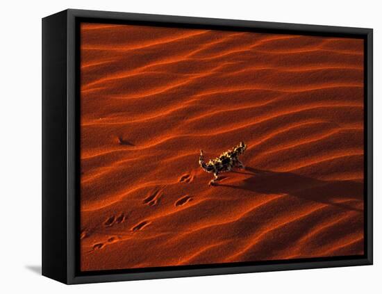 Thorny Devil, Central Desert, Australia-Gavriel Jecan-Framed Premier Image Canvas