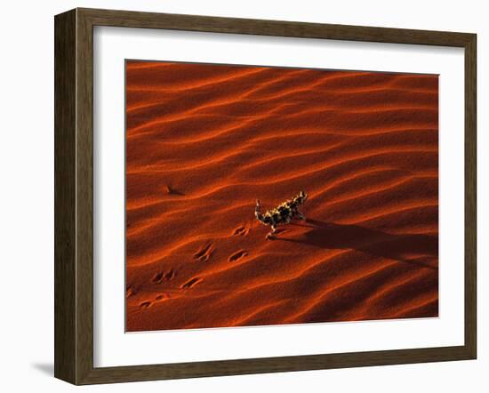 Thorny Devil, Central Desert, Australia-Gavriel Jecan-Framed Photographic Print