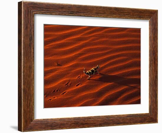 Thorny Devil, Central Desert, Australia-Gavriel Jecan-Framed Photographic Print