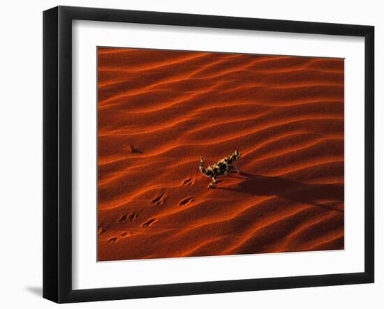 Thorny Devil, Central Desert, Australia-Gavriel Jecan-Framed Photographic Print