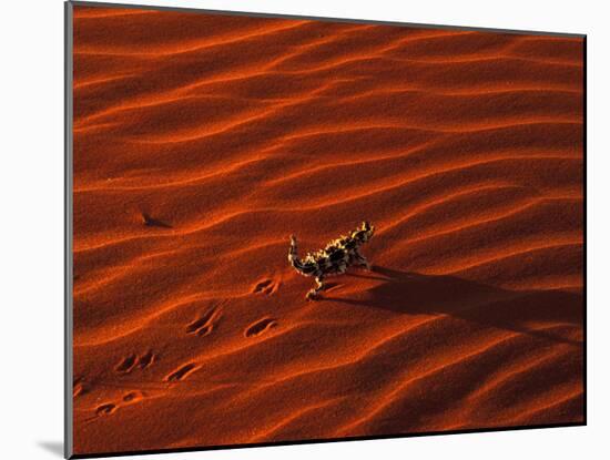 Thorny Devil, Central Desert, Australia-Gavriel Jecan-Mounted Photographic Print