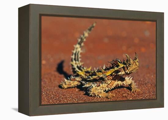 Thorny Devil on Desert Sand-null-Framed Premier Image Canvas