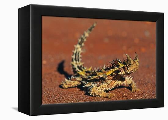 Thorny Devil on Desert Sand-null-Framed Premier Image Canvas