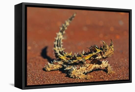 Thorny Devil on Desert Sand-null-Framed Premier Image Canvas