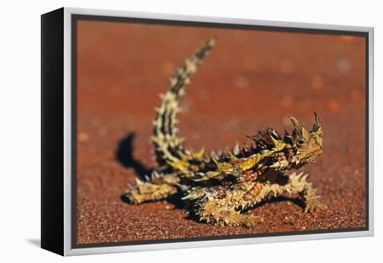 Thorny Devil on Desert Sand-null-Framed Premier Image Canvas