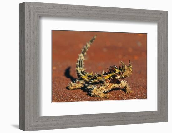 Thorny Devil on Desert Sand-null-Framed Photographic Print