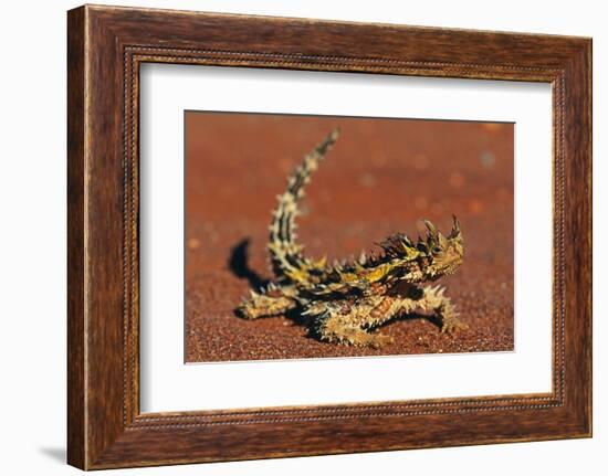 Thorny Devil on Desert Sand-null-Framed Photographic Print