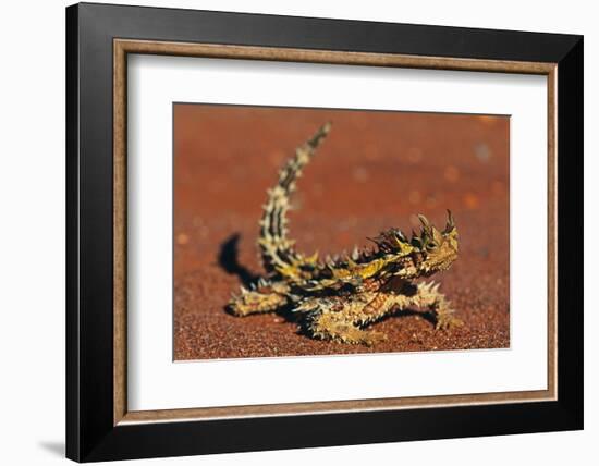 Thorny Devil on Desert Sand-null-Framed Photographic Print