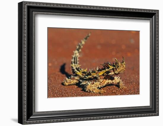Thorny Devil on Desert Sand-null-Framed Photographic Print