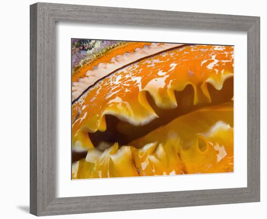 Thorny Oyster Mantle Detail and Eyes, Banda Sea, Indonesia-Stuart Westmoreland-Framed Photographic Print