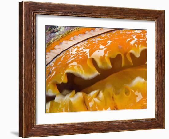 Thorny Oyster Mantle Detail and Eyes, Banda Sea, Indonesia-Stuart Westmoreland-Framed Photographic Print