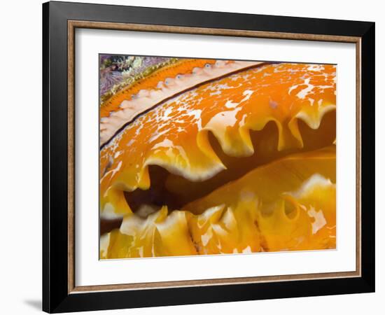 Thorny Oyster Mantle Detail and Eyes, Banda Sea, Indonesia-Stuart Westmoreland-Framed Photographic Print