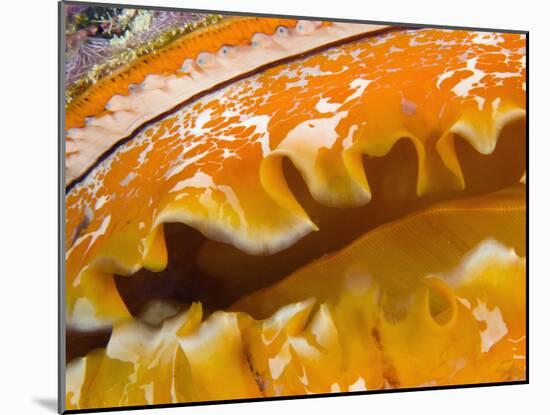 Thorny Oyster Mantle Detail and Eyes, Banda Sea, Indonesia-Stuart Westmoreland-Mounted Photographic Print