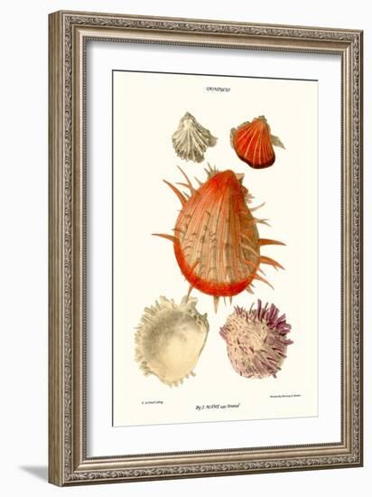 Thorny Oyster Shell-John Mawe-Framed Art Print