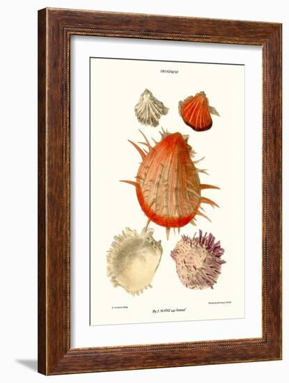 Thorny Oyster Shell-John Mawe-Framed Art Print