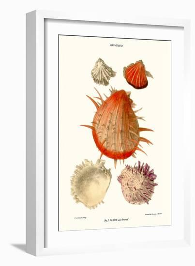 Thorny Oyster Shell-John Mawe-Framed Art Print