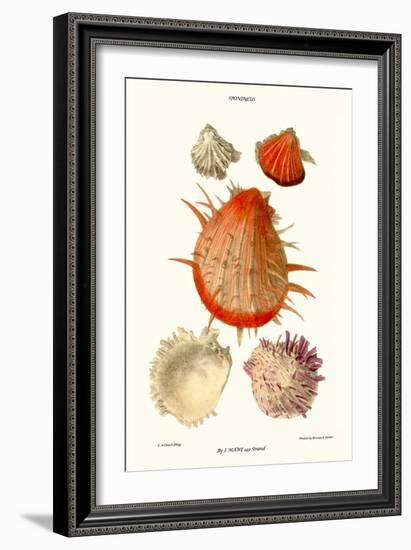 Thorny Oyster Shell-John Mawe-Framed Art Print