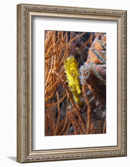 Thorny Seahorse (Hippocampus Hystrix), Southern Thailand, Andaman Sea, Indian Ocean, Southeast Asia-Andrew Stewart-Framed Photographic Print