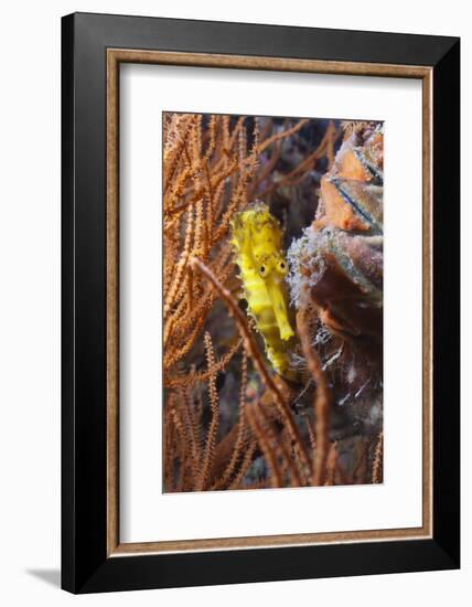 Thorny Seahorse (Hippocampus Hystrix), Southern Thailand, Andaman Sea, Indian Ocean, Southeast Asia-Andrew Stewart-Framed Photographic Print