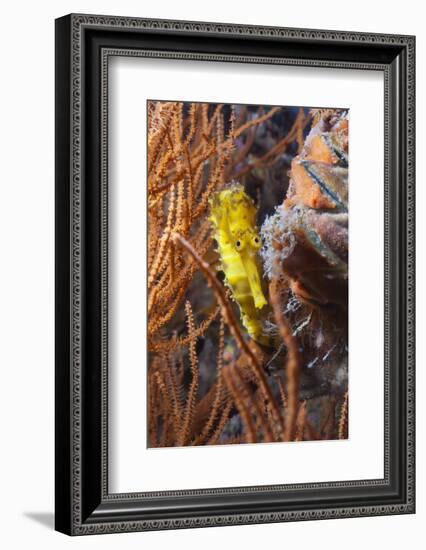 Thorny Seahorse (Hippocampus Hystrix), Southern Thailand, Andaman Sea, Indian Ocean, Southeast Asia-Andrew Stewart-Framed Photographic Print