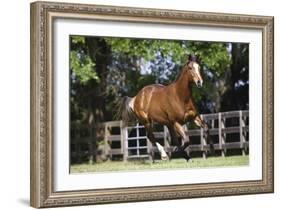 Thoroughbred 001-Bob Langrish-Framed Photographic Print