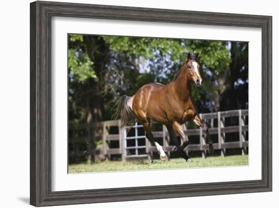 Thoroughbred 001-Bob Langrish-Framed Photographic Print