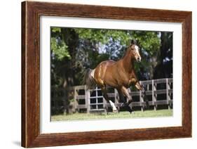 Thoroughbred 001-Bob Langrish-Framed Photographic Print