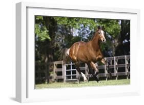 Thoroughbred 001-Bob Langrish-Framed Photographic Print