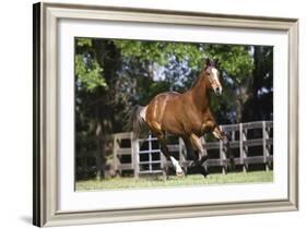 Thoroughbred 001-Bob Langrish-Framed Photographic Print